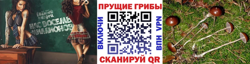 Галлюциногенные грибы MAGIC MUSHROOMS  Черемхово 
